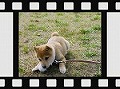 �N���b�N����Ɗg�債�܂��B