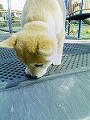 �N���b�N����Ɗg�債�܂��B
