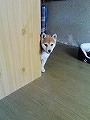 �N���b�N����Ɗg�債�܂��B