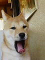 �N���b�N����Ɗg�債�܂��B