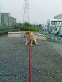 �N���b�N����Ɗg�債�܂��B