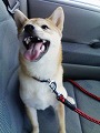 �N���b�N����Ɗg�債�܂��B