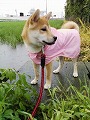 �N���b�N����Ɗg�債�܂��B