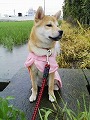 �N���b�N����Ɗg�債�܂��B