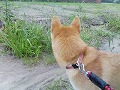 �N���b�N����Ɗg�債�܂��B