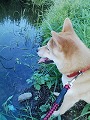 �N���b�N����Ɗg�債�܂��B