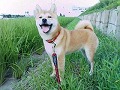 �N���b�N����Ɗg�債�܂��B