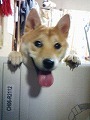 �N���b�N����Ɗg�債�܂��B