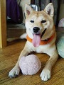 �N���b�N����Ɗg�債�܂��B