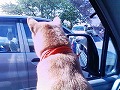�N���b�N����Ɗg�債�܂��B