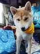 �N���b�N����Ɗg�債�܂��B