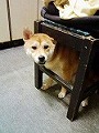 �N���b�N����Ɗg�債�܂��B