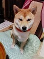 �N���b�N����Ɗg�債�܂��B