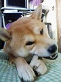 �N���b�N����Ɗg�債�܂��B