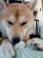 �N���b�N����Ɗg�債�܂��B