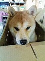 �N���b�N����Ɗg�債�܂��B