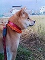 �N���b�N����Ɗg�債�܂��B