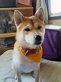 �N���b�N����Ɗg�債�܂��B