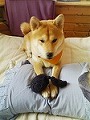 �N���b�N����Ɗg�債�܂��B