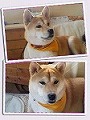 �N���b�N����Ɗg�債�܂��B