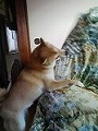 �N���b�N����Ɗg�債�܂��B