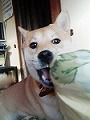 �N���b�N����Ɗg�債�܂��B