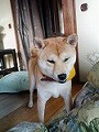�N���b�N����Ɗg�債�܂��B