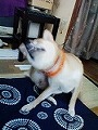 �N���b�N����Ɗg�債�܂��B