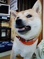 �N���b�N����Ɗg�債�܂��B