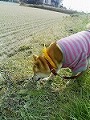 �N���b�N����Ɗg�債�܂��B