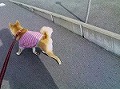 �N���b�N����Ɗg�債�܂��B