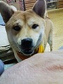 �N���b�N����Ɗg�債�܂��B