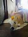 �N���b�N����Ɗg�債�܂��B