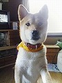 �N���b�N����Ɗg�債�܂��B