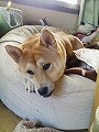 �N���b�N����Ɗg�債�܂��B