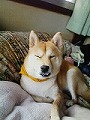 �N���b�N����Ɗg�債�܂��B