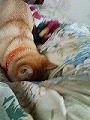 �N���b�N����Ɗg�債�܂��B