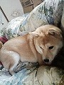 �N���b�N����Ɗg�債�܂��B