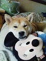 �N���b�N����Ɗg�債�܂��B