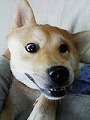 �N���b�N����Ɗg�債�܂��B