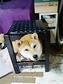 �N���b�N����Ɗg�債�܂��B