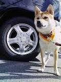 �N���b�N����Ɗg�債�܂��B