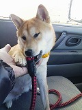 �N���b�N����Ɗg�債�܂��B