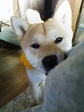 �N���b�N����Ɗg�債�܂��B