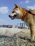 �N���b�N����Ɗg�債�܂��B