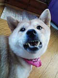�N���b�N����Ɗg�債�܂��B