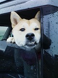 �N���b�N����Ɗg�債�܂��B