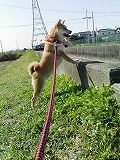 �N���b�N����Ɗg�債�܂��B