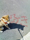 �N���b�N����Ɗg�債�܂��B