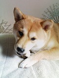 �N���b�N����Ɗg�債�܂��B